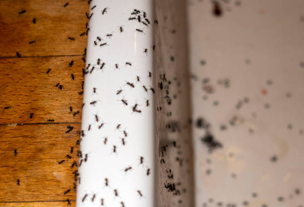 Best Ant Control Services  in Frankfort, KY