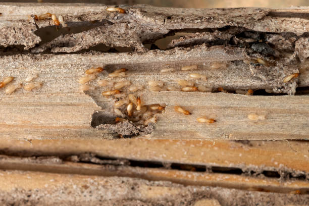 Best Mosquito Control Services  in Frankfort, KY